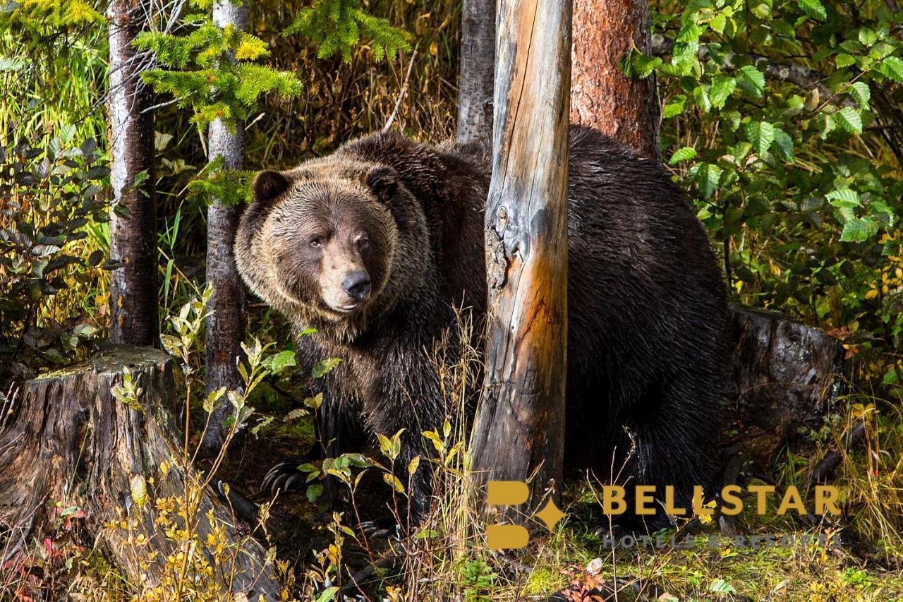 Palliser Lodge — Bellstar Hotels & Resorts Golden Exterior foto